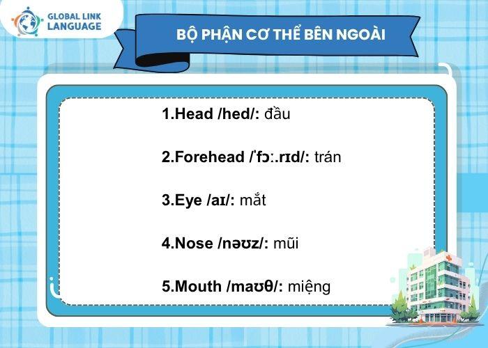 Tiếng Anh ngành Y - Từ vựng về bộ phận cơ thể bên ngoài