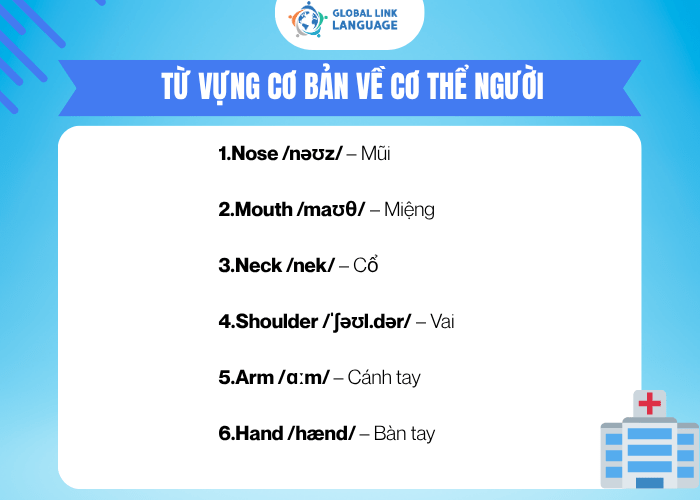 Từ vựng tiếng Anh chuyên ngành Y về cơ thể người
