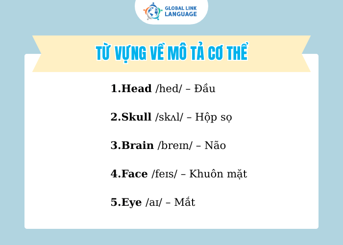 Từ vựng tiếng Anh chuyên ngành Y về mô tả cơ thể