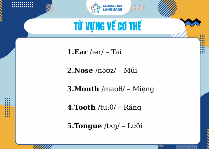 Từ vựng Tiếng Anh chuyên ngành Y về cơ thể