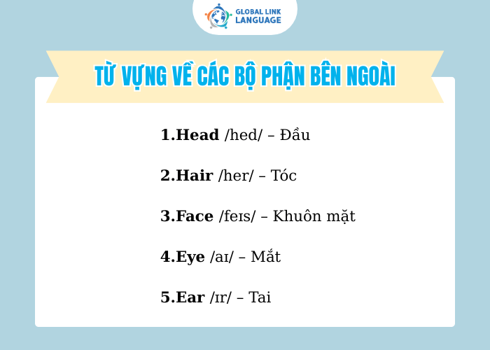 Từ vựng tiếng Anh chuyên ngành Y về các bộ phận bên ngoài