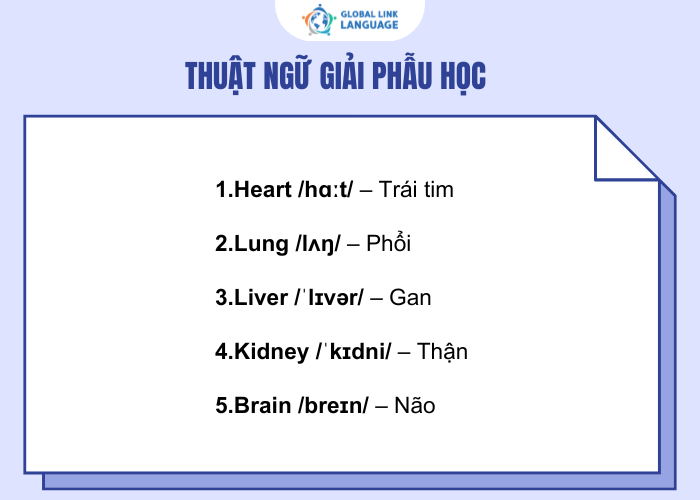 Thuật ngữ tiếng Anh ngành Y về Giải phẫu học